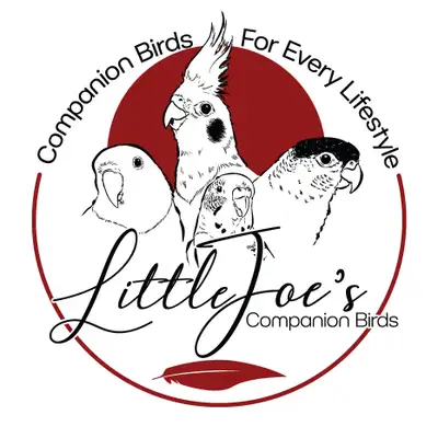 Babies - Boarding - Rescue and Rehomings - Education. Yes, Little Joe's Companion Birds is now locat...
