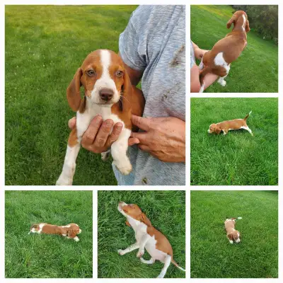 Purebred beagle pups, unregistered. 2 females available from a litter of 6. Born May 17. First shots...