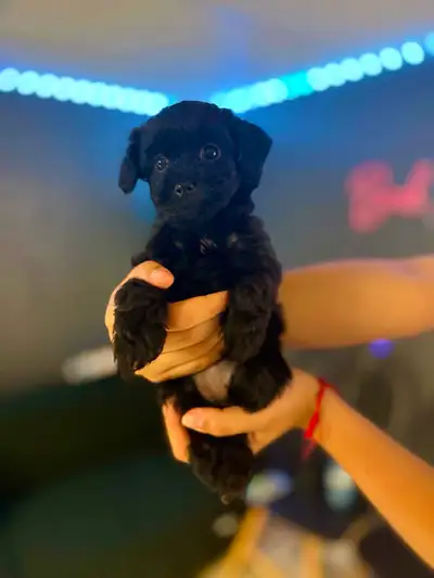 Adorable Female Tiny ✨ Toy ✨ Shihpoo Puppies, View more