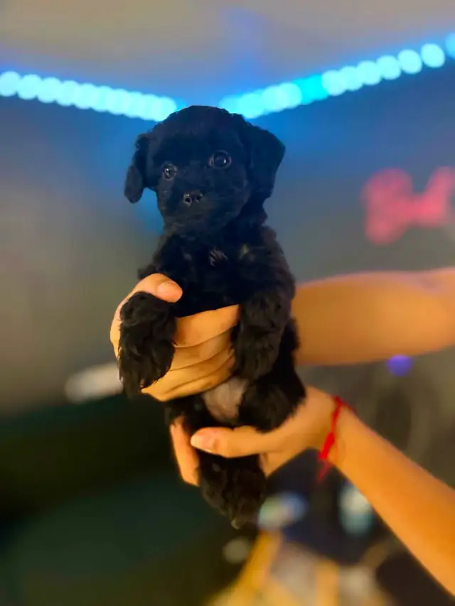 Adorable Female Tiny ✨ Toy ✨ Shihpoo Puppies in Dogs & Puppies for Rehoming in City of Toronto - Image 2