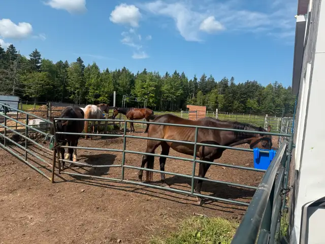 Horse Board  in Horses & Ponies for Rehoming in Moncton - Image 5