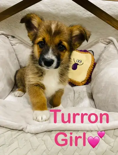 ❤️❤️Pembroke Welsh Corgi 647-485-0974 ❤️, View more