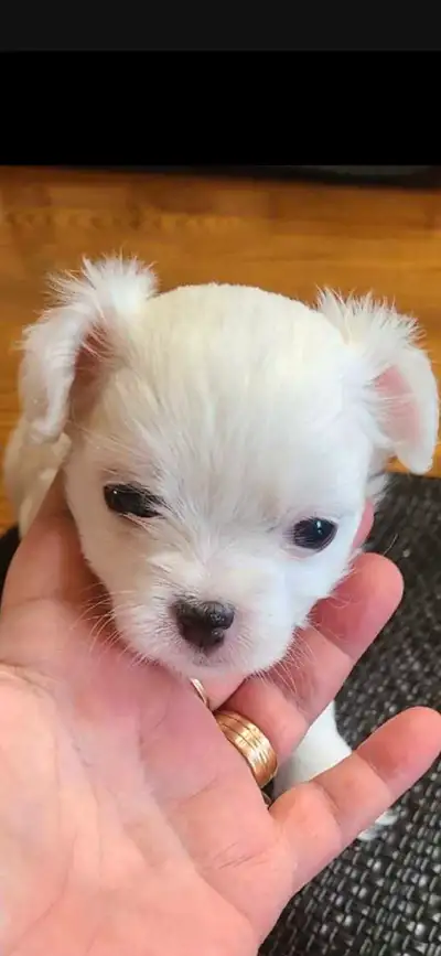 Beautiful Chi-chi Chihuahua/Chinese crested puppy, View more