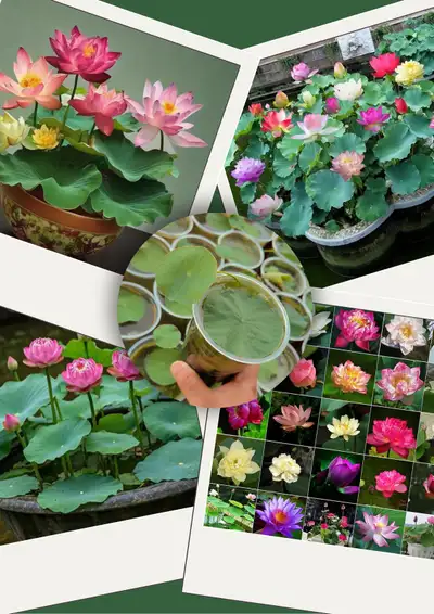  Asian Lotus (Nelumbo nucifera) – Limited stocks, View more
