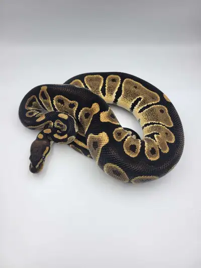 chocolate het hypo ph pied , View more