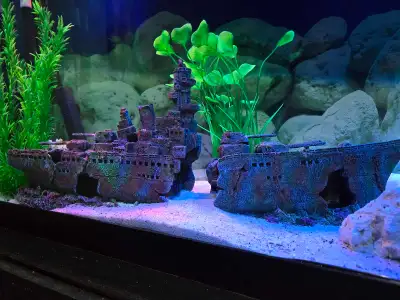 immense bateau aquarium, View more