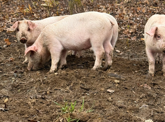 Porcelet Yorkshire et Duroc dans Animaux de ferme  à Sherbrooke
