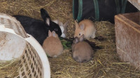 Socialized Domestic and Flemish Giant Baby Bunnies