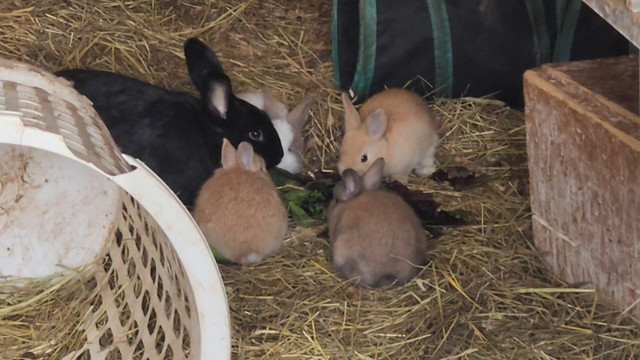 Socialized Domestic and Flemish Giant Baby Bunnies in Small Animals for Rehoming in North Bay - Image 2