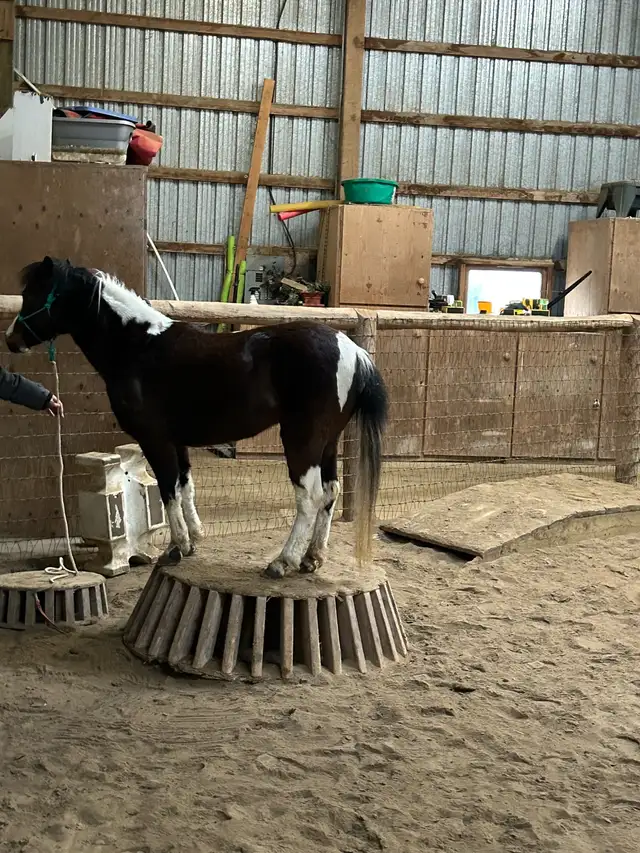 miniature mare for sale in Horses & Ponies for Rehoming in Oshawa / Durham Region - Image 8