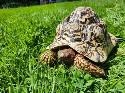 tortoise, View more