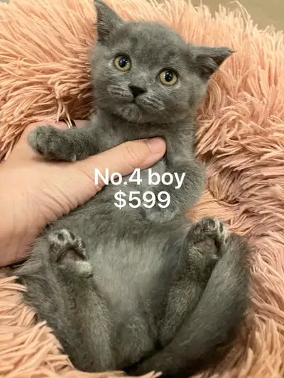 @$550 British shorthair kitten ready now @, View more
