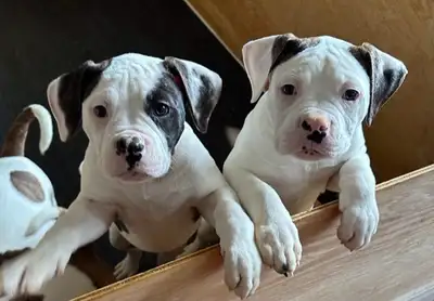 4 PUPPIES LEFT, 1 MALE (pending), 3 FEMALES First two photos are the females, Male is third photo. S...