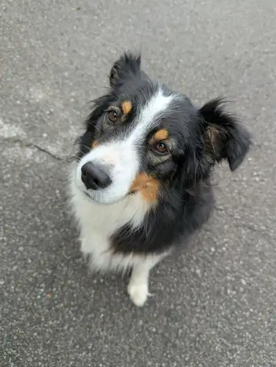 Purebred Australian Shepherd - PENDING, View more