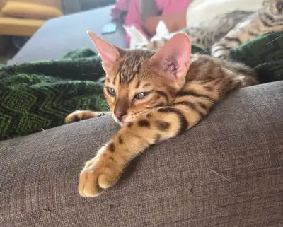 The sweetest purebreed male Bengal kitten is ready to go, View more