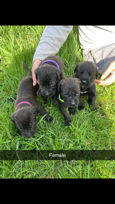 Pure Bred Cane Corso puppies, View more