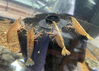 Bamboo (Wood) Shrimp in Fish for Rehoming in Hamilton