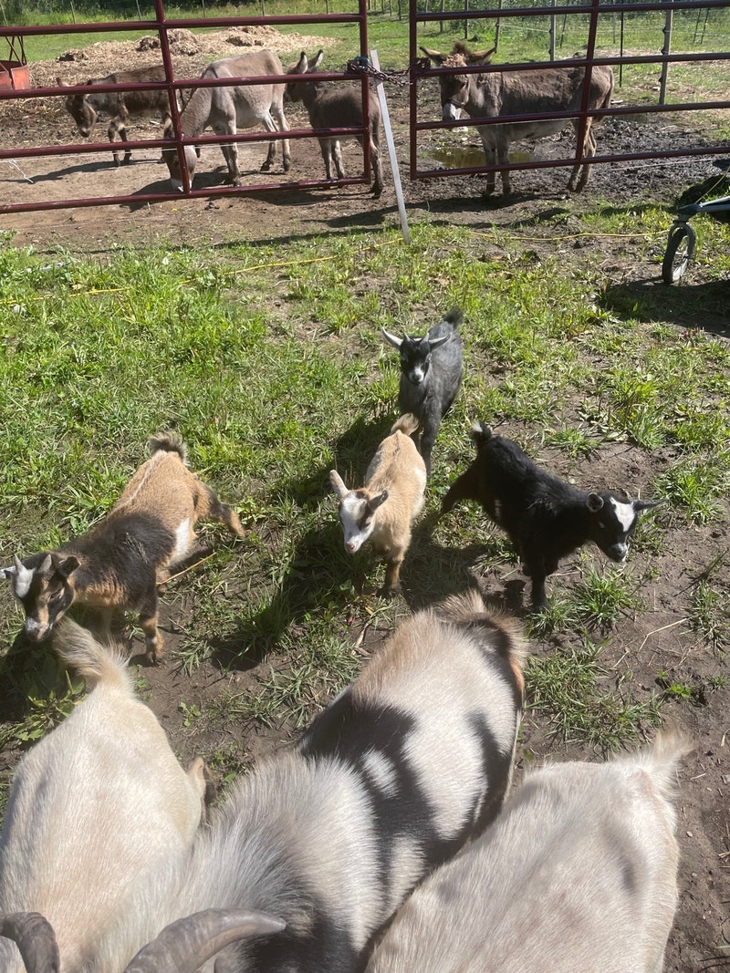 Miniature Pygmy Goats Livestock Edmonton Kijiji