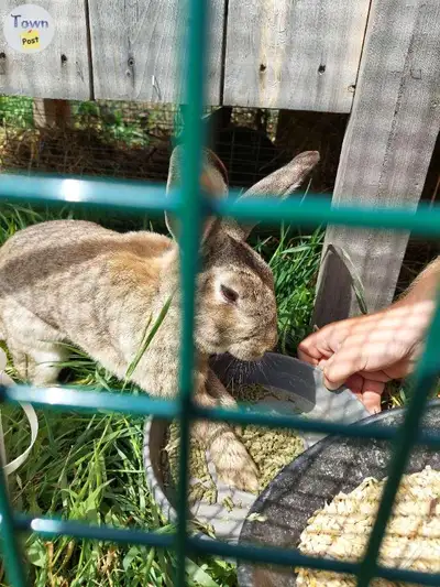 2 male Rex rabbits These bucks are brothers just over 1 year old and have always lived in the same p...
