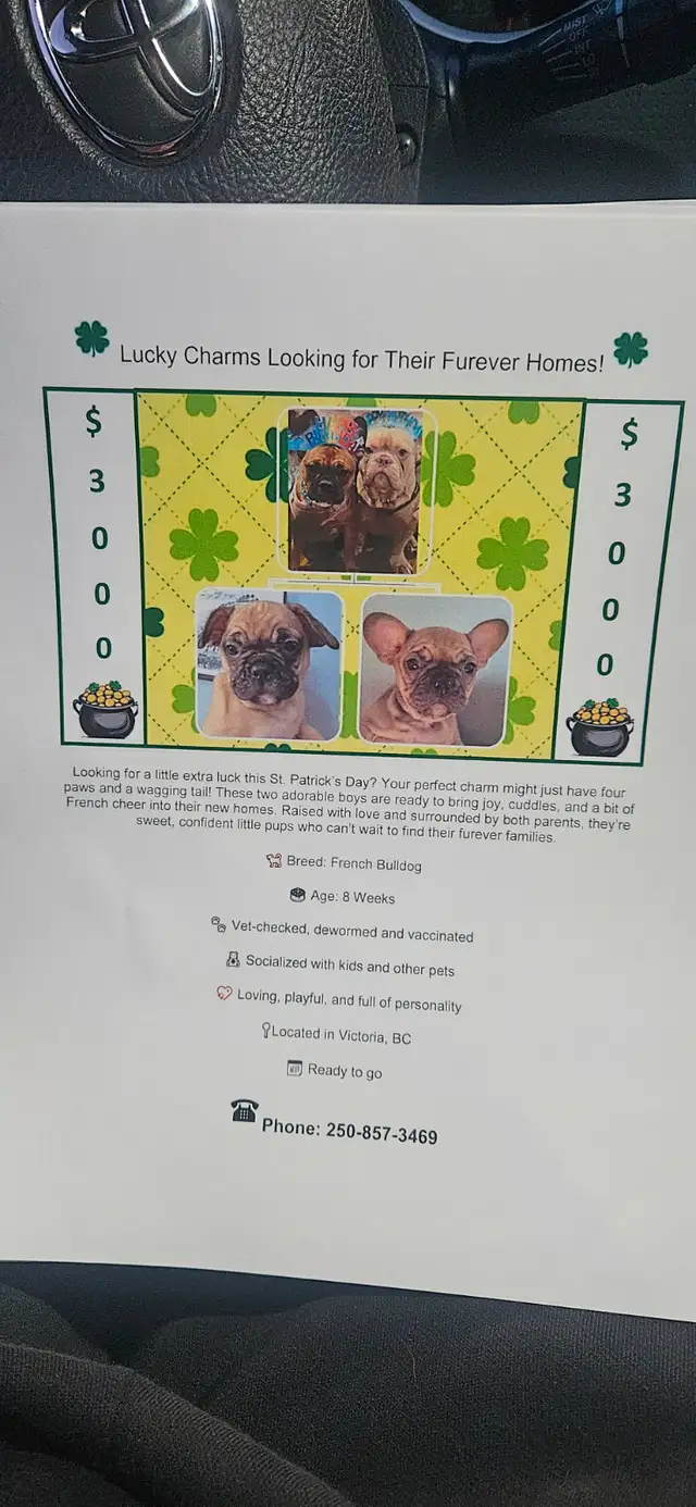 French bulldog in Dogs & Puppies for Rehoming in Victoria - Image 7