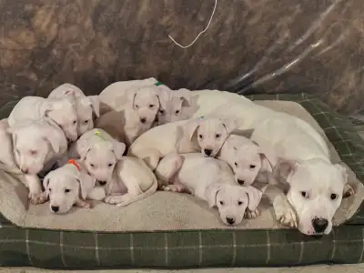 Beautiful Dogo Argentinos, View more