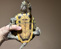 Male Red Eared Slider Turtle- Needs a New Home