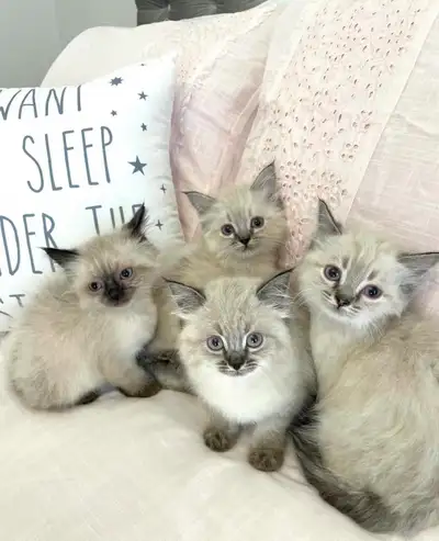 ⭐️❤️Ragdoll Kitten ❤️⭐️(647) 362-8118, View more
