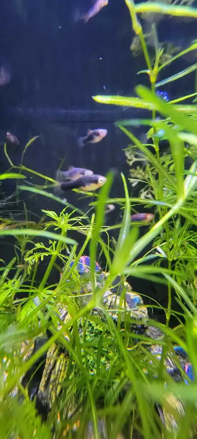 Green Lantern Platy Baby Fish, View more