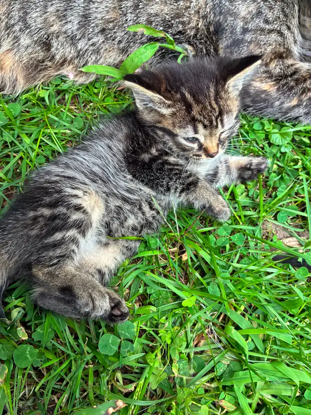 Chatons ‍⬛ | Cats & Kittens for Rehoming | West Island | Free local ...