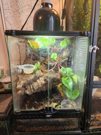 12x12x18 Gecko enclosure. Bio active with plants and live bottom