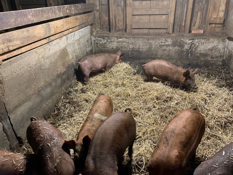 Pigs for sale Livestock Ottawa Kijiji