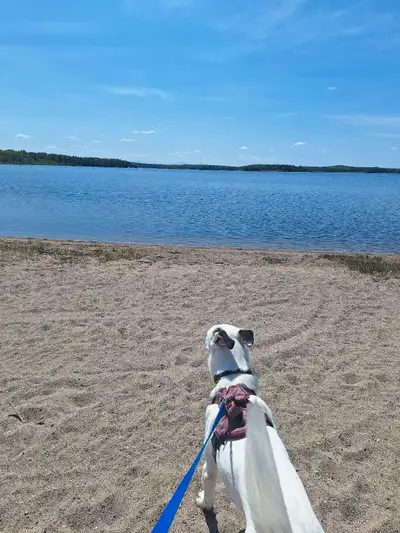 Dog walking available, View more