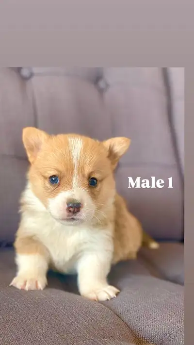 ONE Corgi Puppy Boy, Genetically Cleared, Delivery included, View more