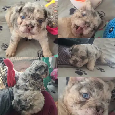 Fluffy French Bulldog Puppies, View more