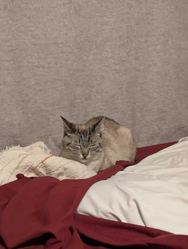 Urgent Rehoming Needed