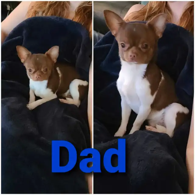 chihuahua puppies in Dogs & Puppies for Rehoming in Winnipeg - Image 4