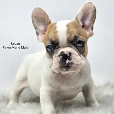 French Bulldog Puppies *ckc registered*, View more