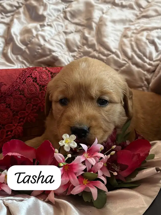 Golden Retriever - Pure bred in Dogs & Puppies for Rehoming in Kitchener / Waterloo - Image 5