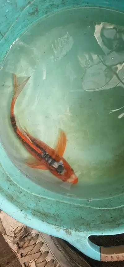 I have 1 Butterfly Shusui koi from Yamasan koi farm available, this fish is definitely cool. Fish is...