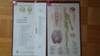 ATLAS D'ANATOMIE ÉLÉMENTAIRE  * MALOINE PARIS *