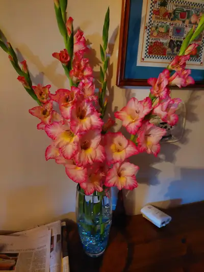 Calla Lily, Gladiolous, Dalia bulbs, View more