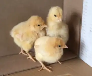 Buff orpington chicks. Great dual purpose breed, grow to a large size. Orpington have a very docile...