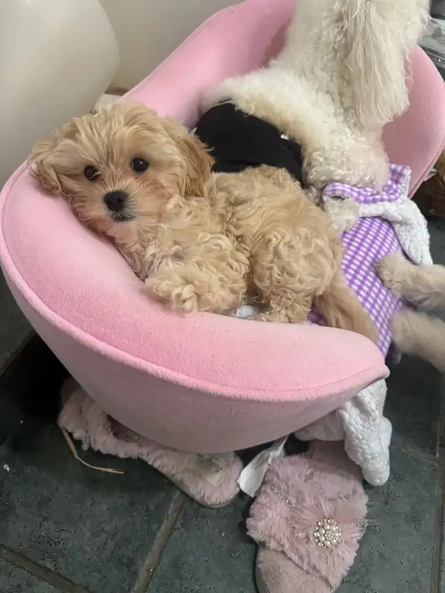 Toy Poodle/Shihpoo  in Dogs & Puppies for Rehoming in Markham / York Region - Image 6