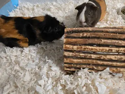 2 Guinea pigs for re-homing Coffee ( white and brown) and Toffee( black and brown) Must go together...