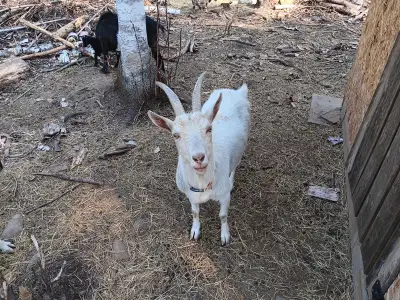 Nigerian dwarf and alpine x doe for sale. $300