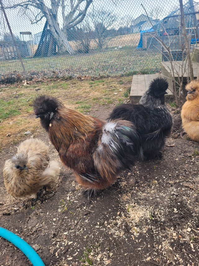 Silkie hatching eggs in Livestock in Leamington - Image 2