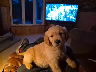 Golden Doodle Golden Retriever Puppy, View more