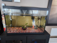 Aquarium  plus 4 poisson