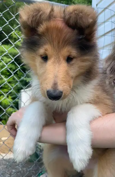 Female Collie puppy, View more