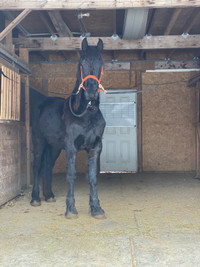 2 Year Old Friesian Stud Colt